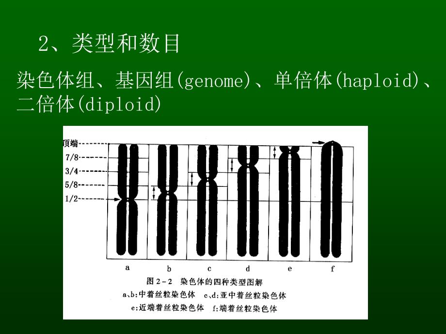 人类正常染色体与染色体畸变课件_第3页