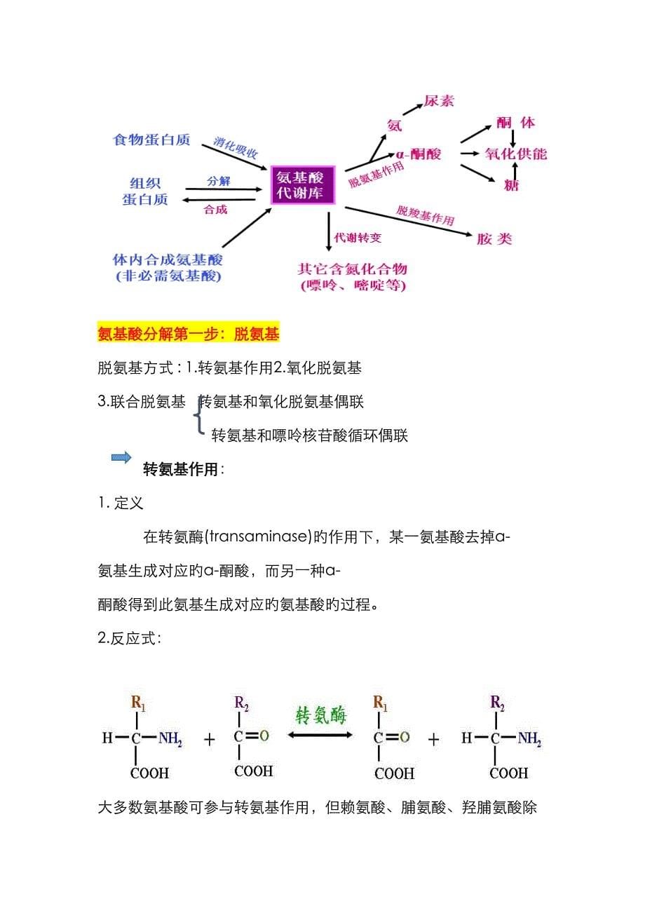 2023年生物化学氨基酸代谢知识点总结_第5页