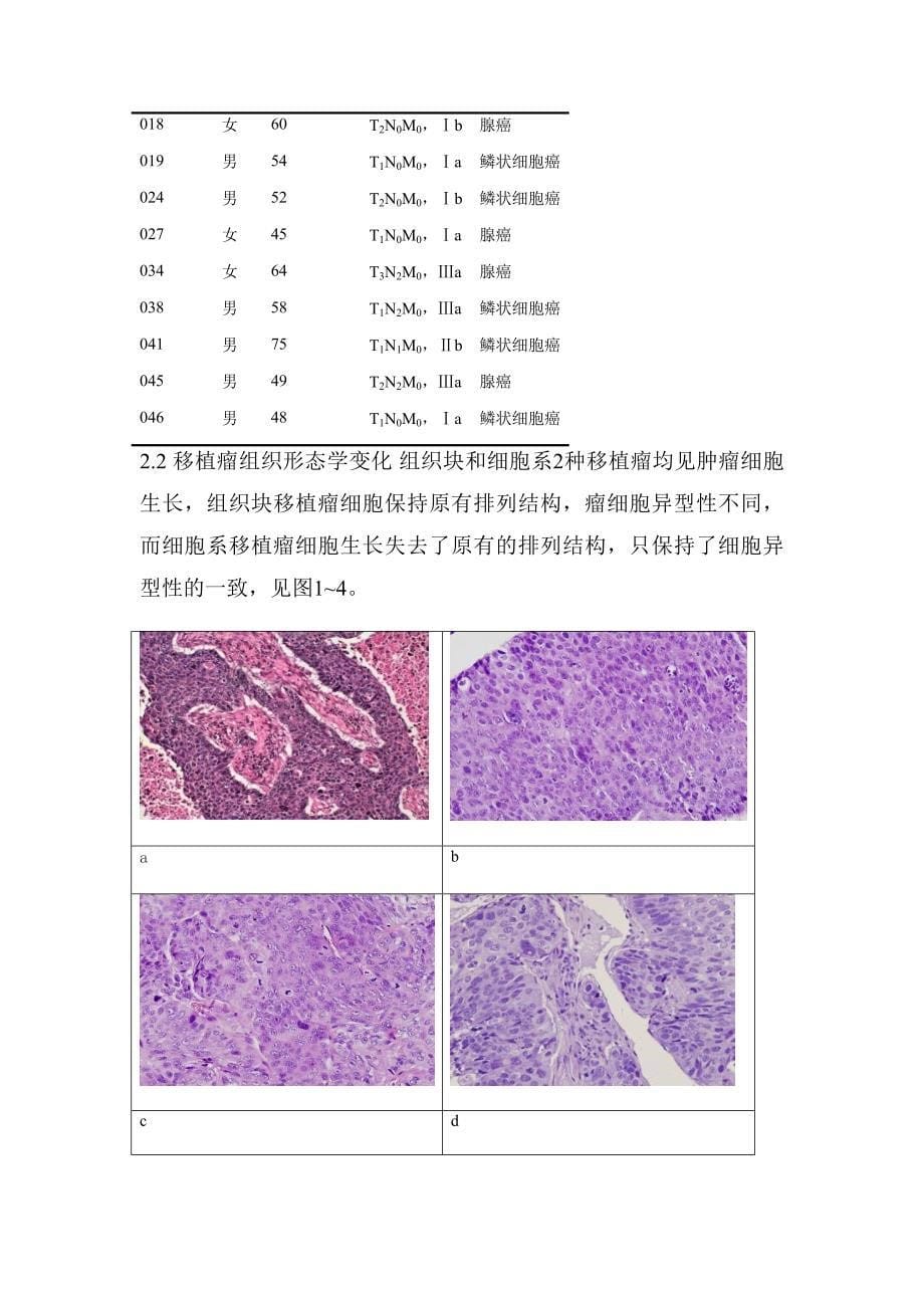个体化裸鼠荷人肺癌肿瘤模型的建立_第5页