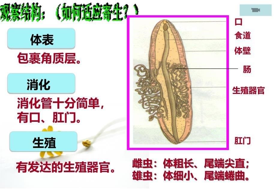 线形动物和环节动物(上课)_第5页