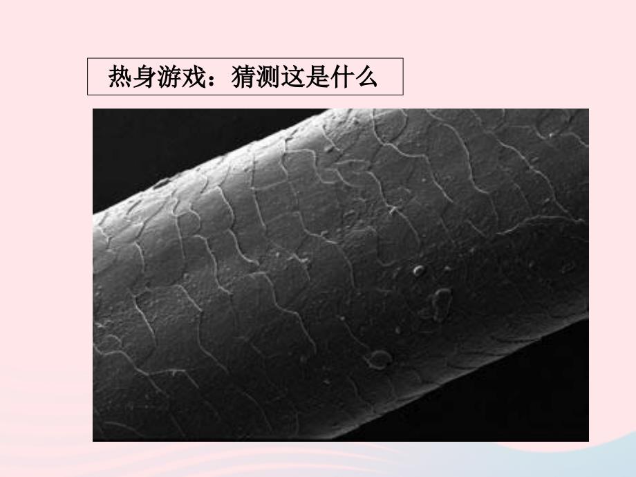 最新六年级科学下册第一单元微小世界5用显微镜观察身边的生命世界一课件1教科版教科版小学六年级下册自然科学课件_第2页