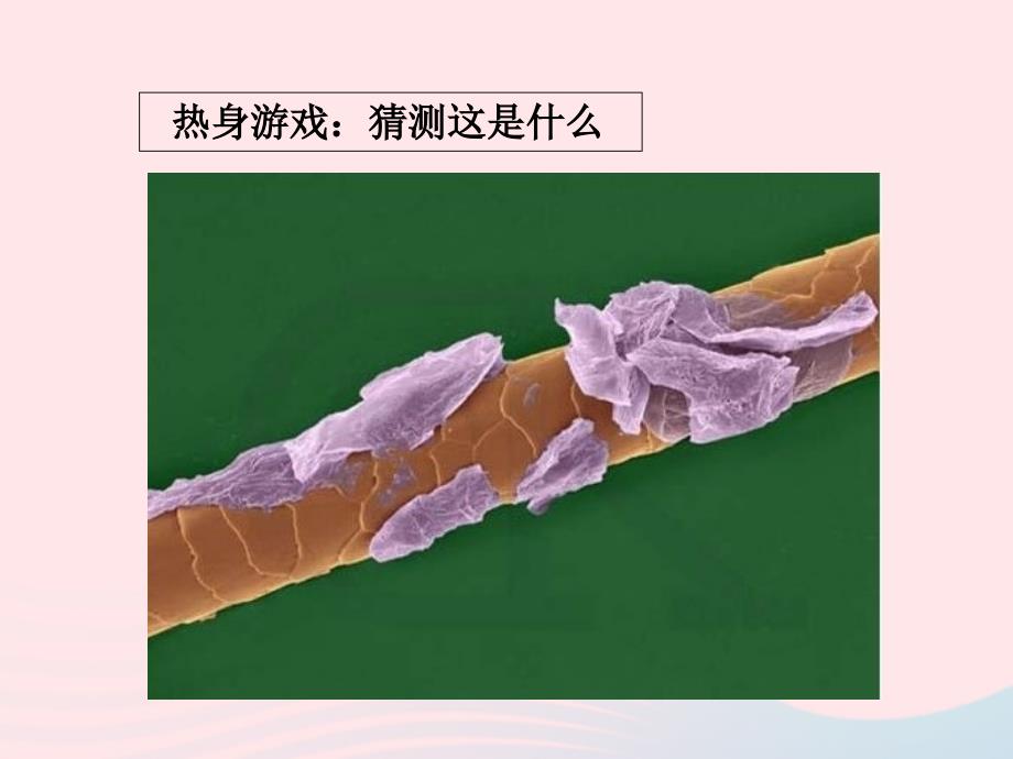 最新六年级科学下册第一单元微小世界5用显微镜观察身边的生命世界一课件1教科版教科版小学六年级下册自然科学课件_第4页