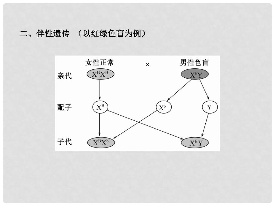 广西高考生物 6.7性别决定和伴性遗传配套课件 新人教版_第4页