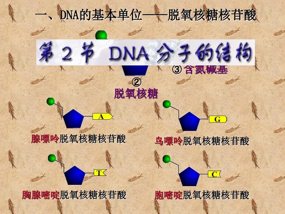 现场只在受害人指甲中找到案犯的一些皮肤组织课件_第3页