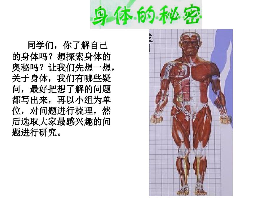 身体的秘密..课件_第2页