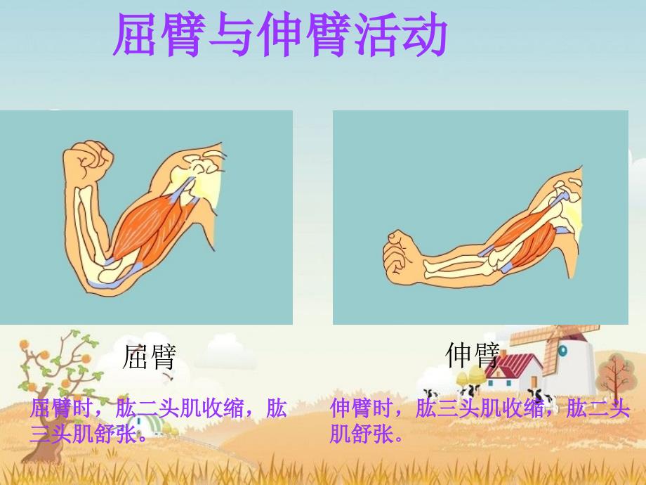 苏教版科学四年级下册肌肉PPT课件1_第5页