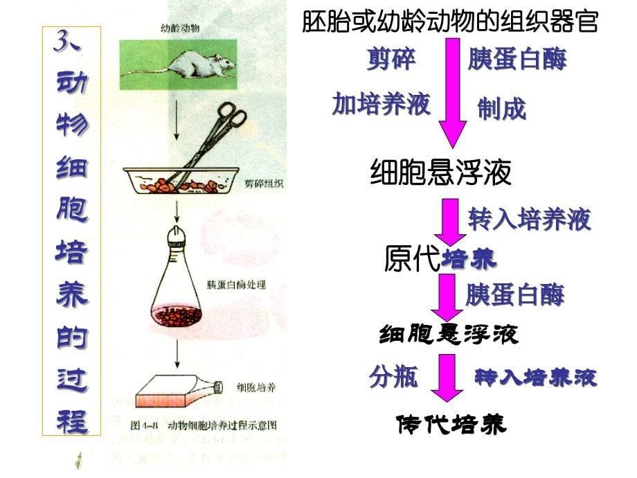 动物细胞工程下学期新人教版精选文档_第5页