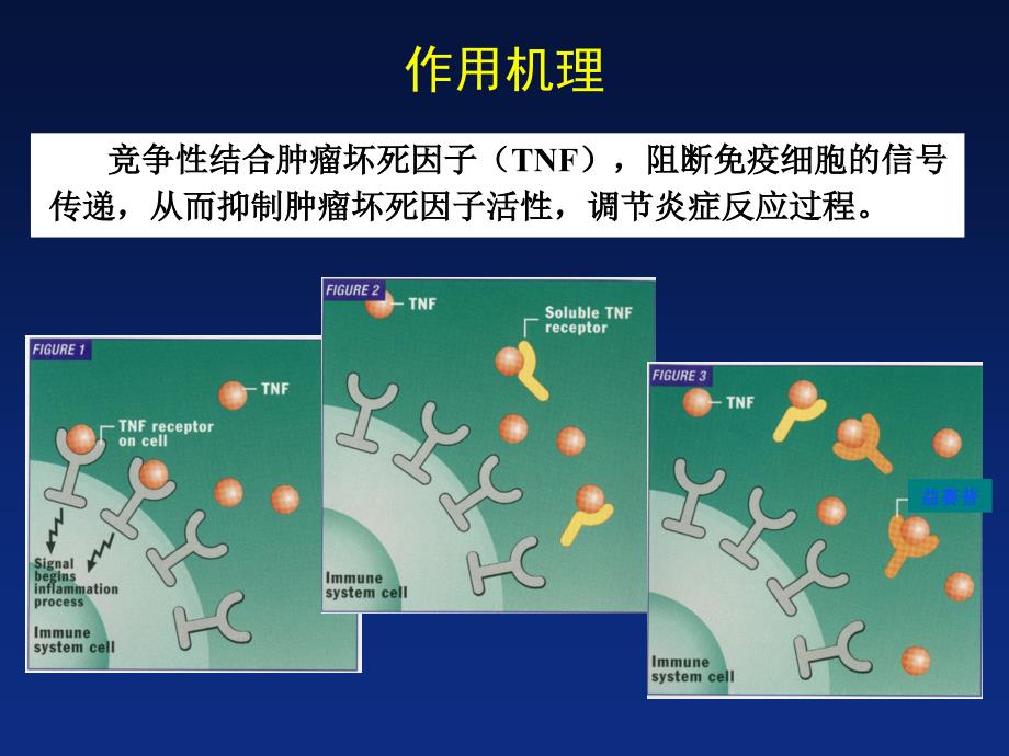 益赛普病例类风湿关节炎靶向治疗课件_第3页