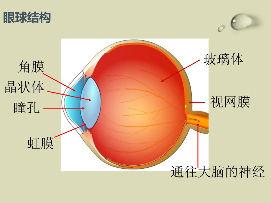 预防近视主题班会课件_第3页