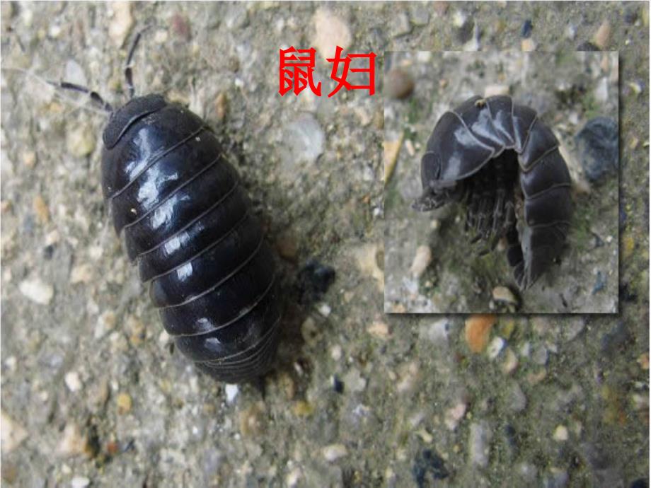 山东省威海市文登区实验鲁中学六年级生物上册 1.2.1 环境对生物的影响（第1课时）课件 鲁科版五四制_第2页