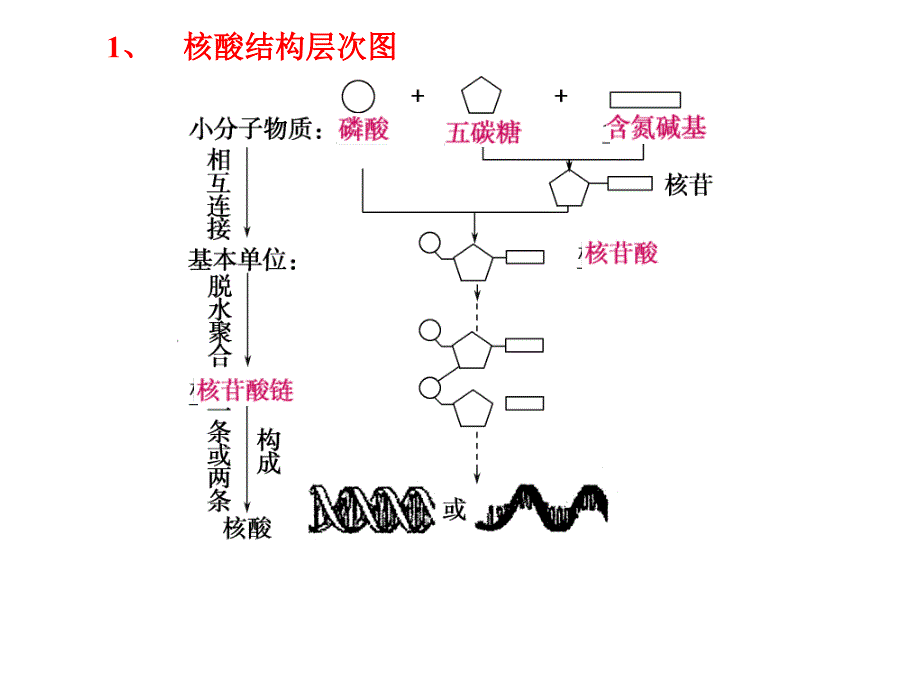 必修一第一单元第4讲遗传信息的携带者——核酸细胞中的糖类和脂质_第2页