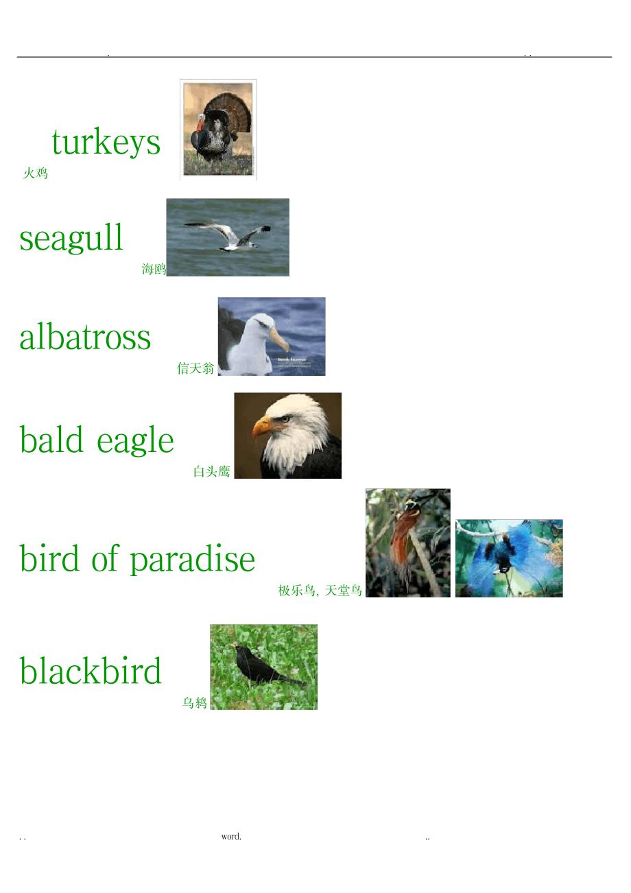 英语动物单词分类-鸟(配图)_外语学习-英语词汇_第4页