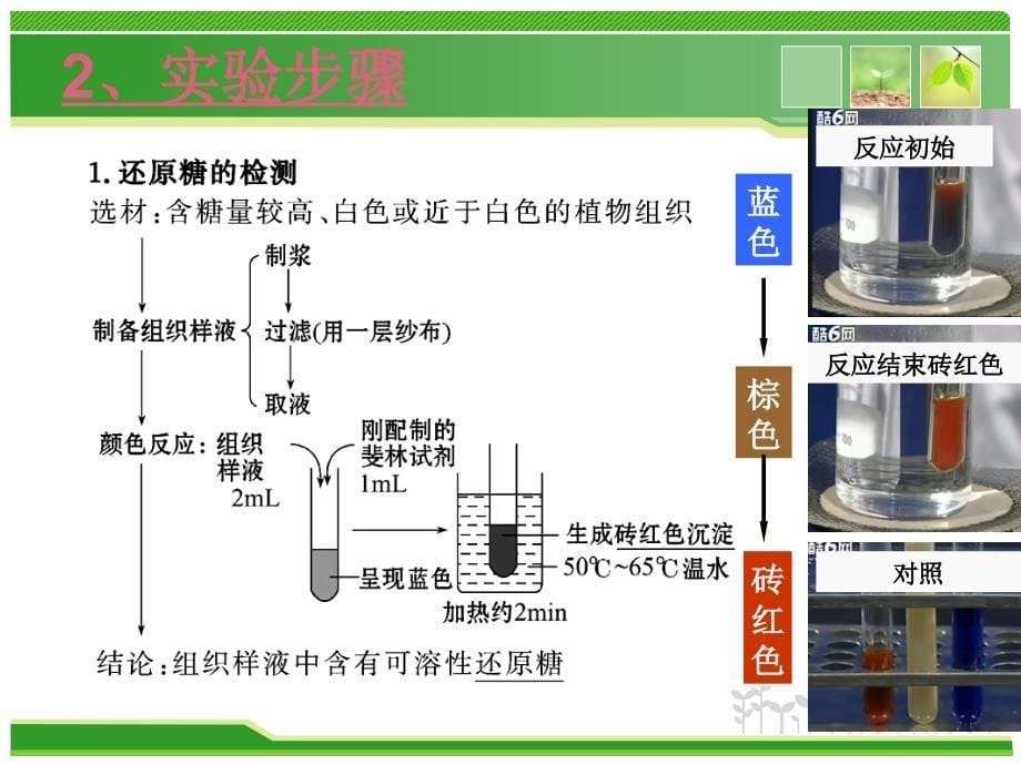 检测生物组织中的还原糖脂肪和蛋白质PPT课件_第5页