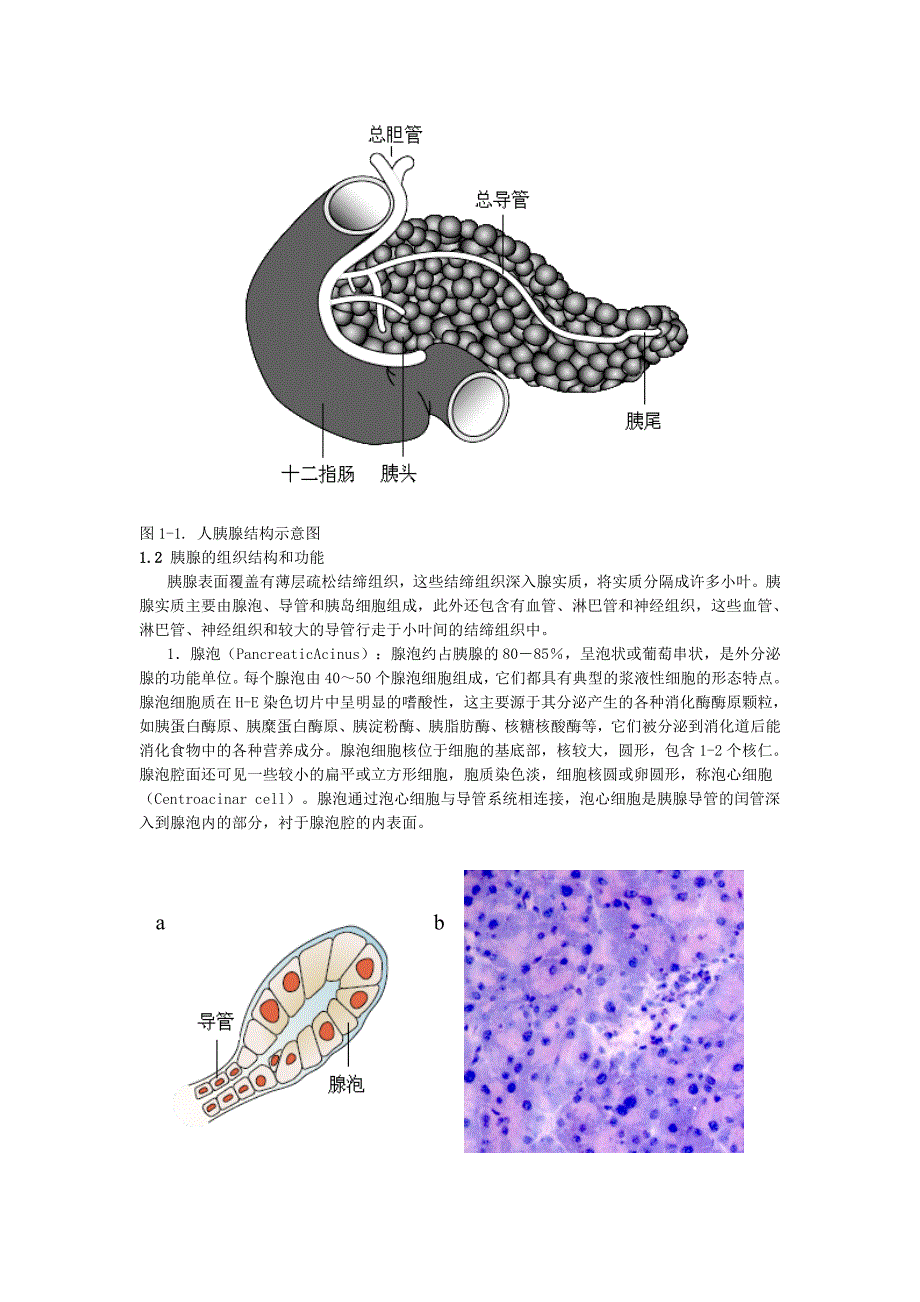 第一章胰腺的基本结构和功能_第2页