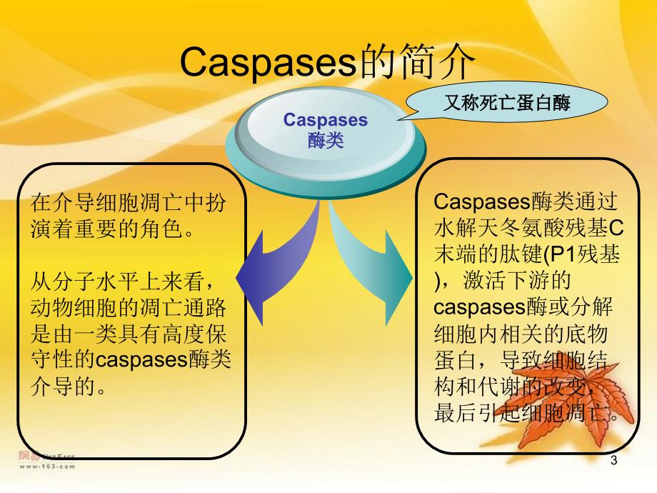 Caspase的活化及其在细胞凋亡中的作用PPT_第3页