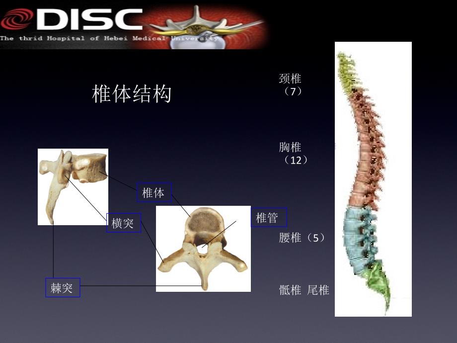 脊柱常见疾病与手术 ppt课件_第4页