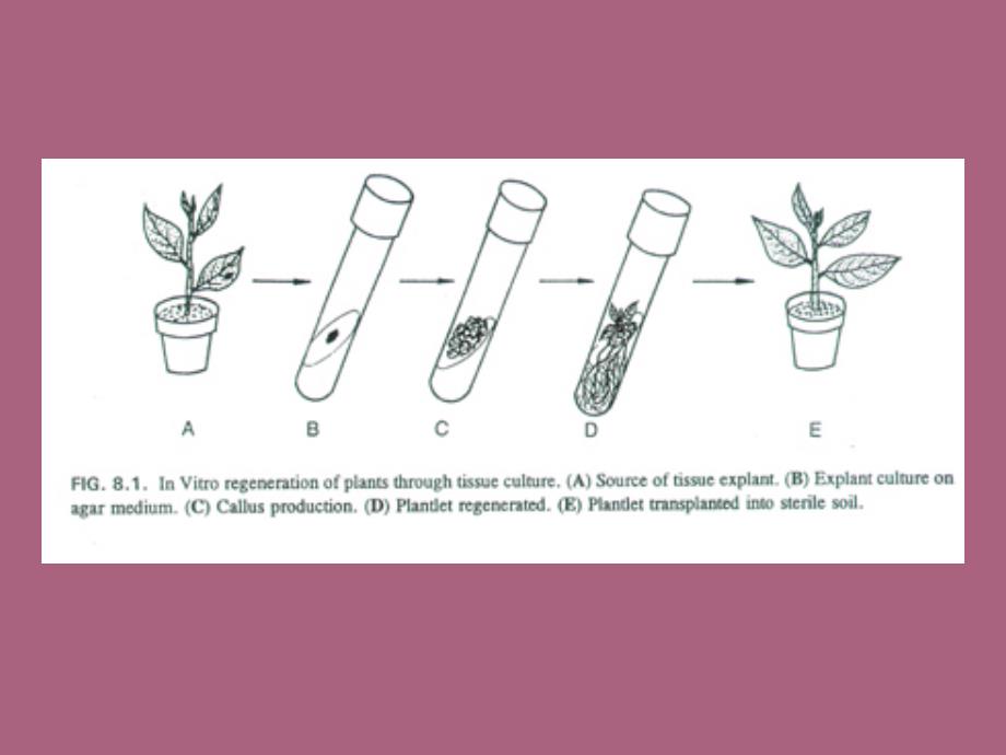 植物离体培养体系建立ppt课件_第4页