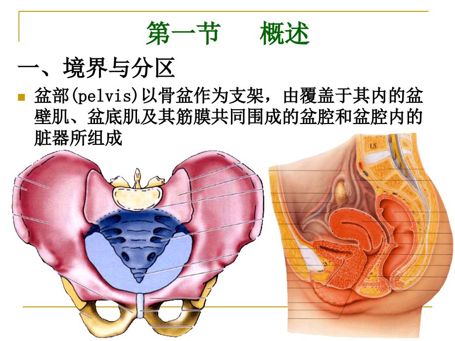 盆部与会阴 ppt课件_第2页