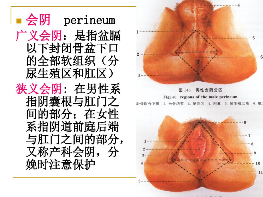 盆部与会阴 ppt课件_第4页