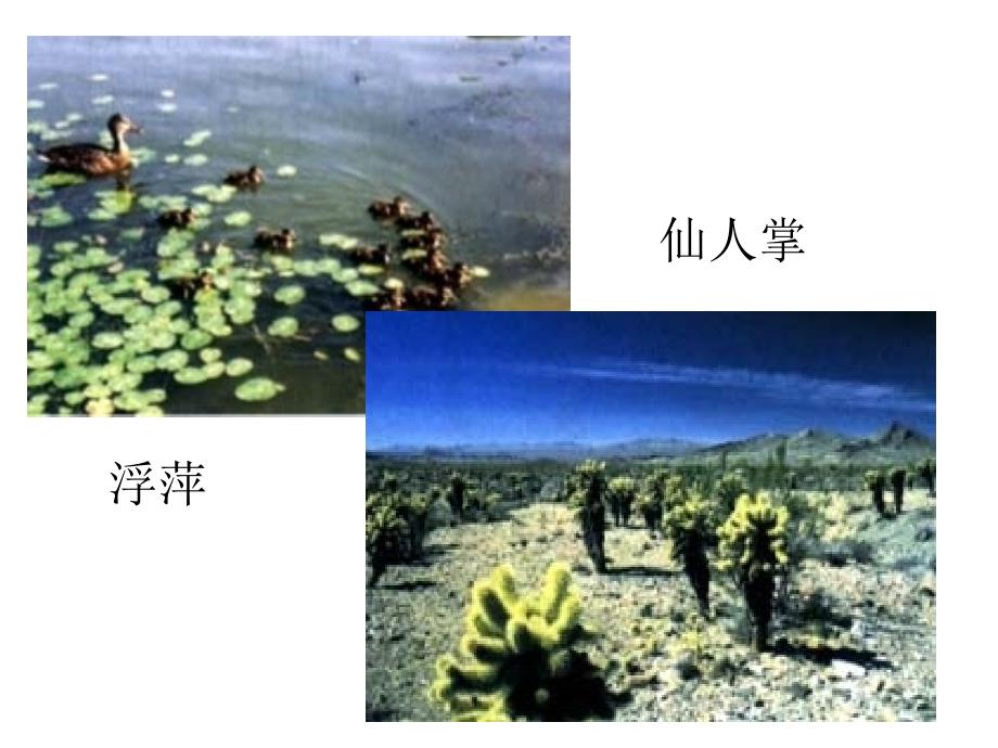 生物与环境的关系第二课时_第4页