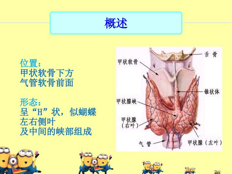 甲状腺功能亢进病人的护理目标_第3页