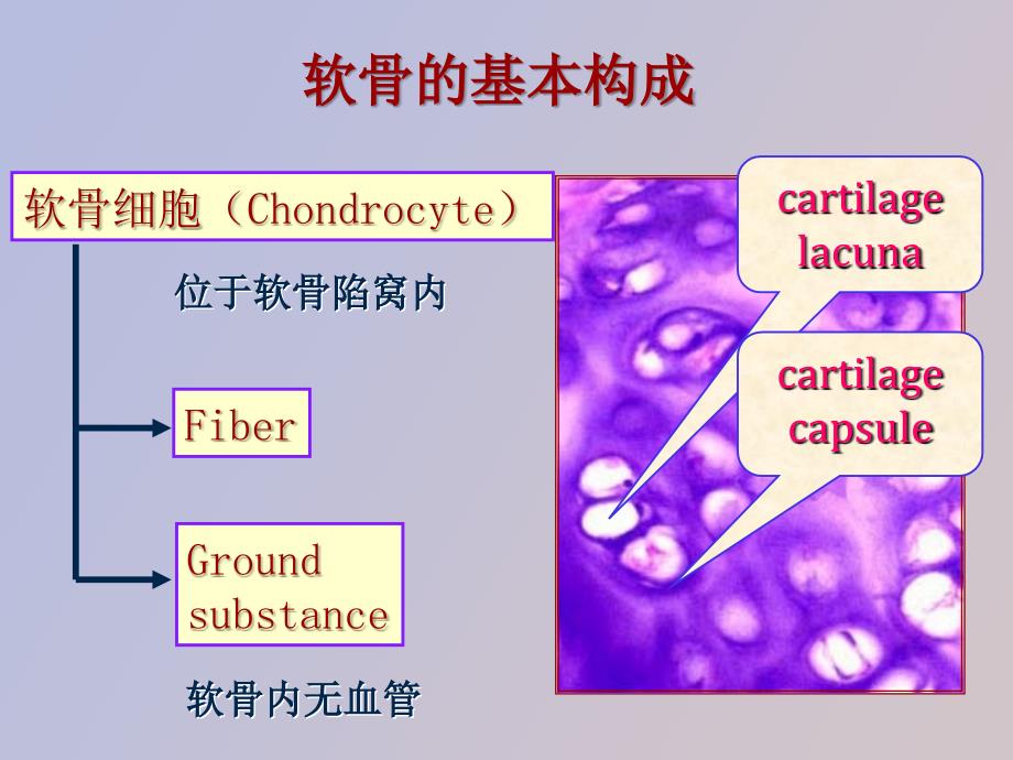 软骨和骨Cartilageandb_第4页