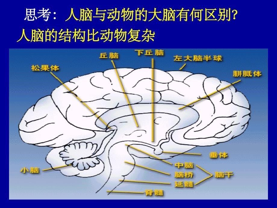 意识是客观事物在人脑中的反映课件_第5页