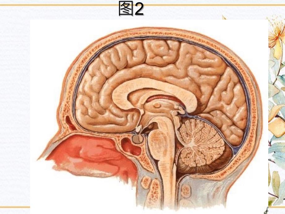 中枢神经系统脑干_第4页