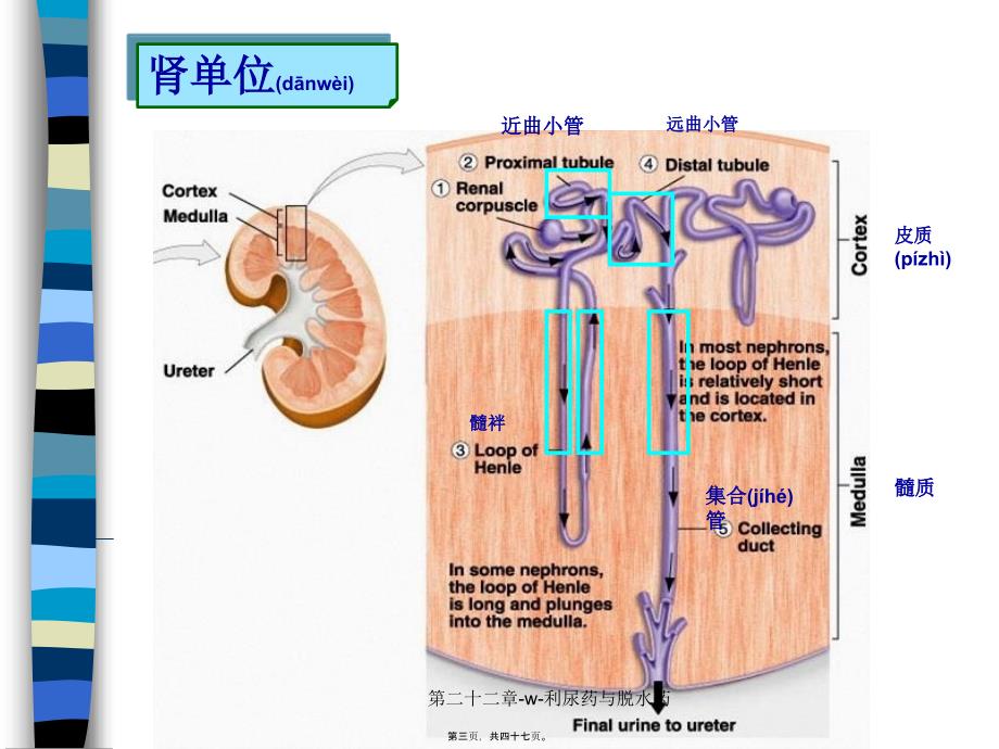 第二十二章-w-利尿药与脱水药课件_第3页