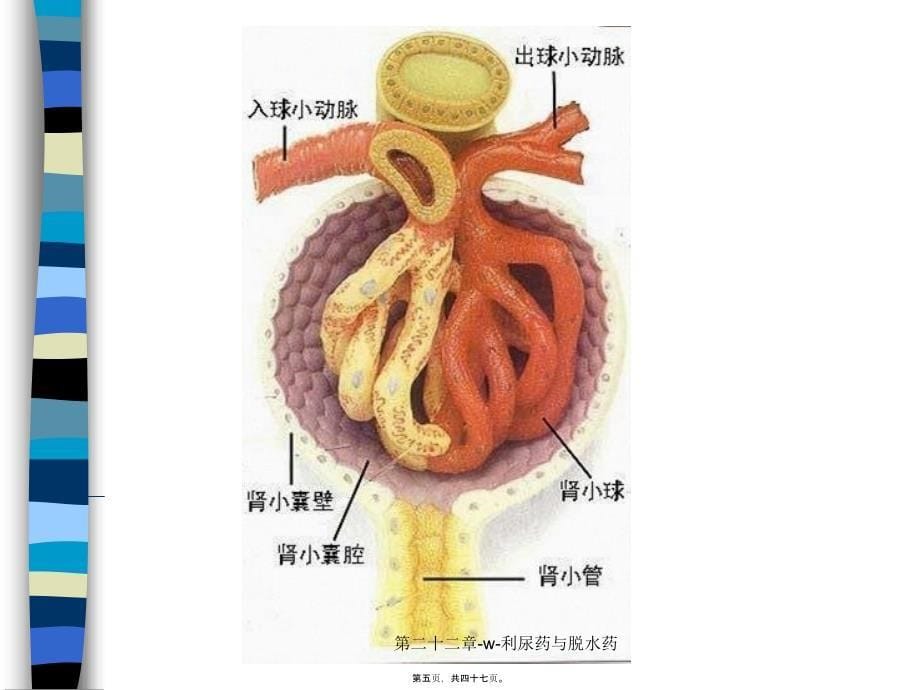 第二十二章-w-利尿药与脱水药课件_第5页