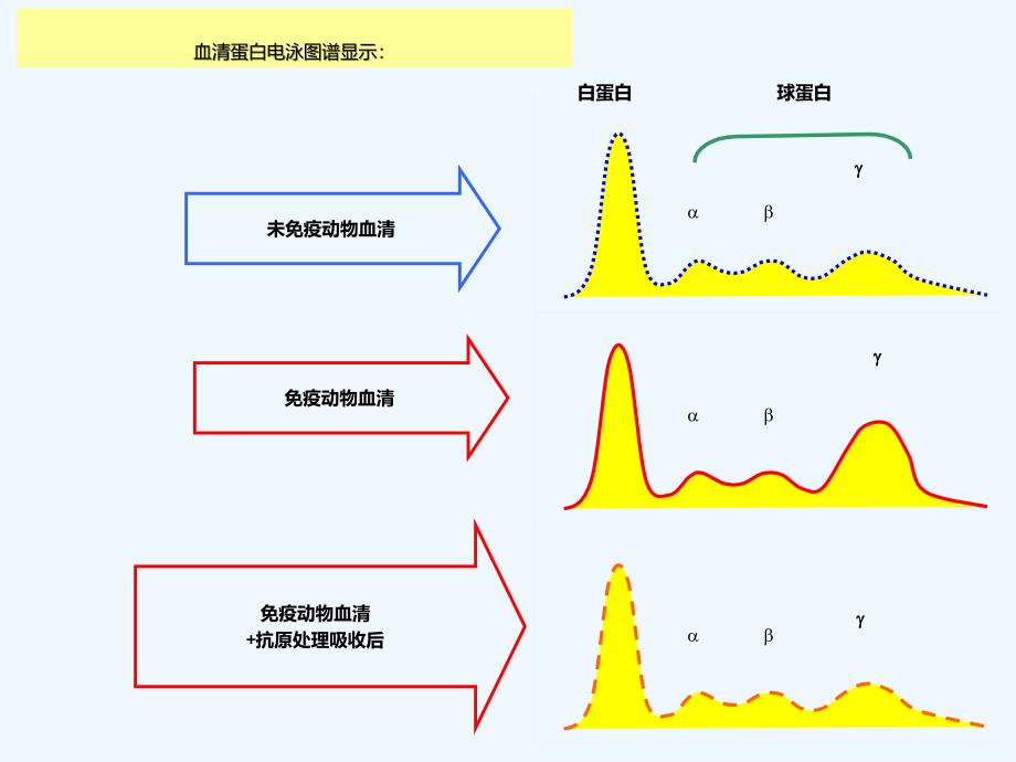 免疫球蛋白与抗体_第4页