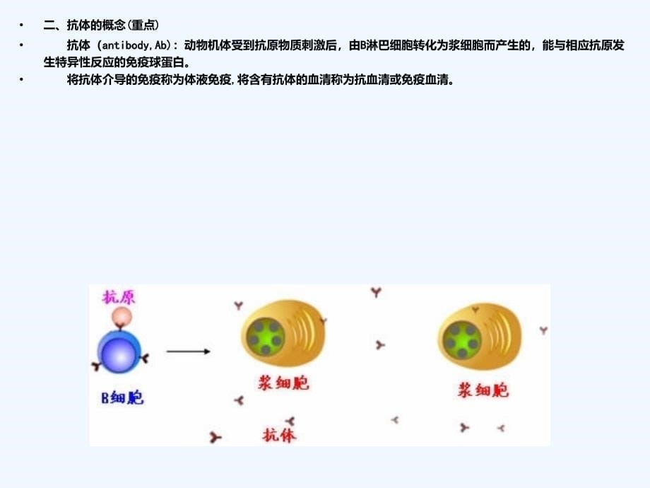 免疫球蛋白与抗体_第5页