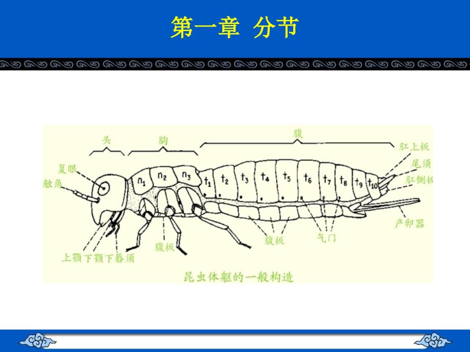 城市昆虫学2外部形态_第2页