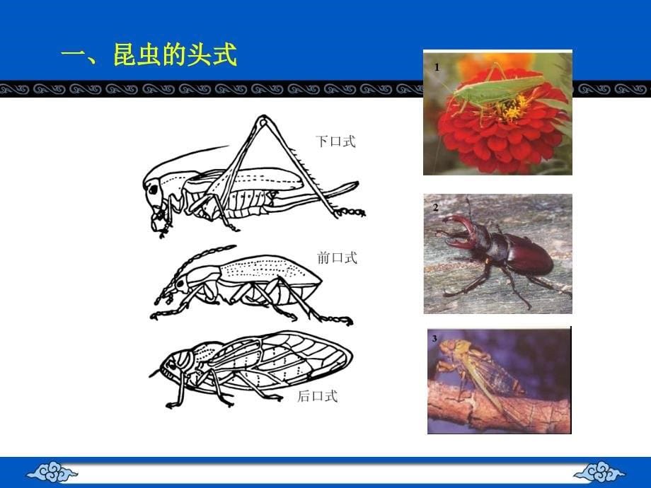 城市昆虫学2外部形态_第5页