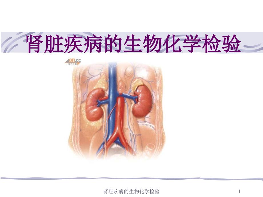 肾脏疾病的生物化学检验_第1页