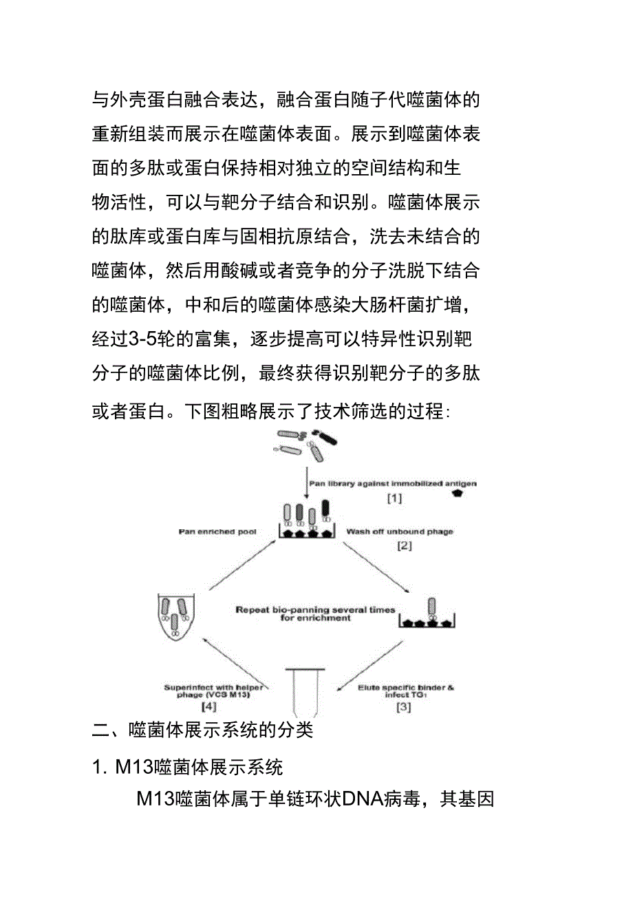 噬菌体展示技术解析_第3页