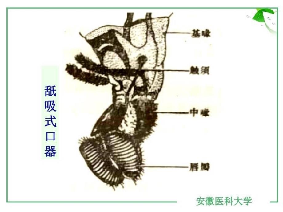 最新实验10昆虫纲PPT课件_第3页