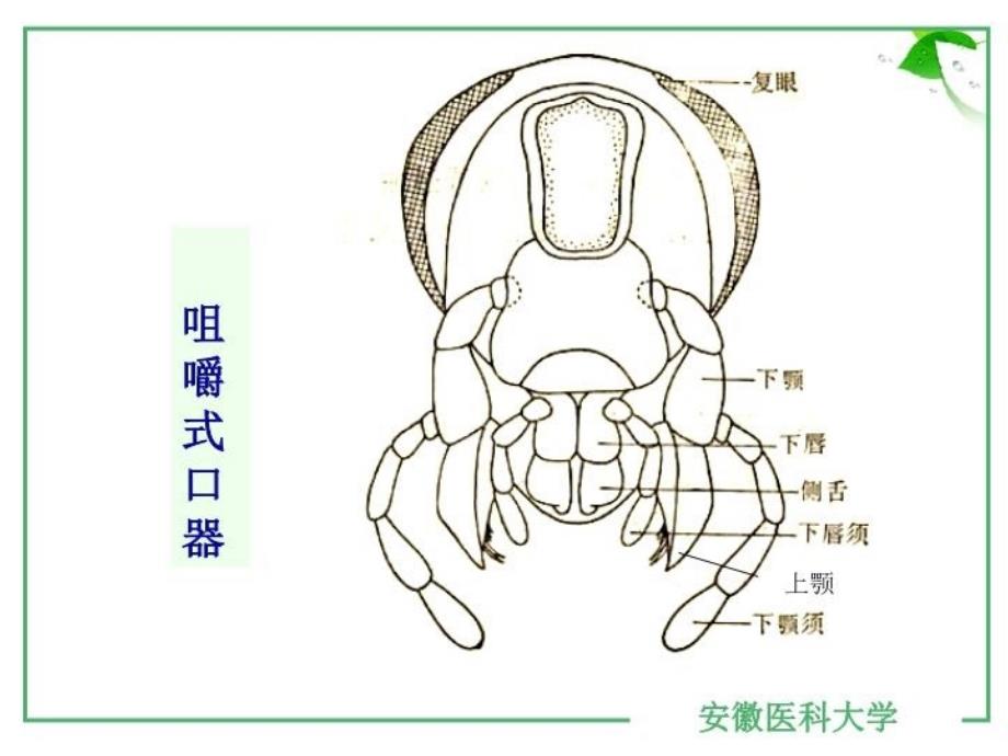 最新实验10昆虫纲PPT课件_第4页