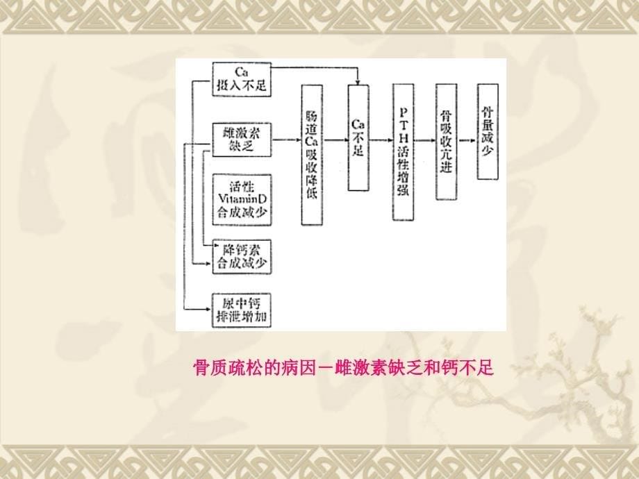 《中医骨伤科学》教学课件：骨质疏松症_第5页