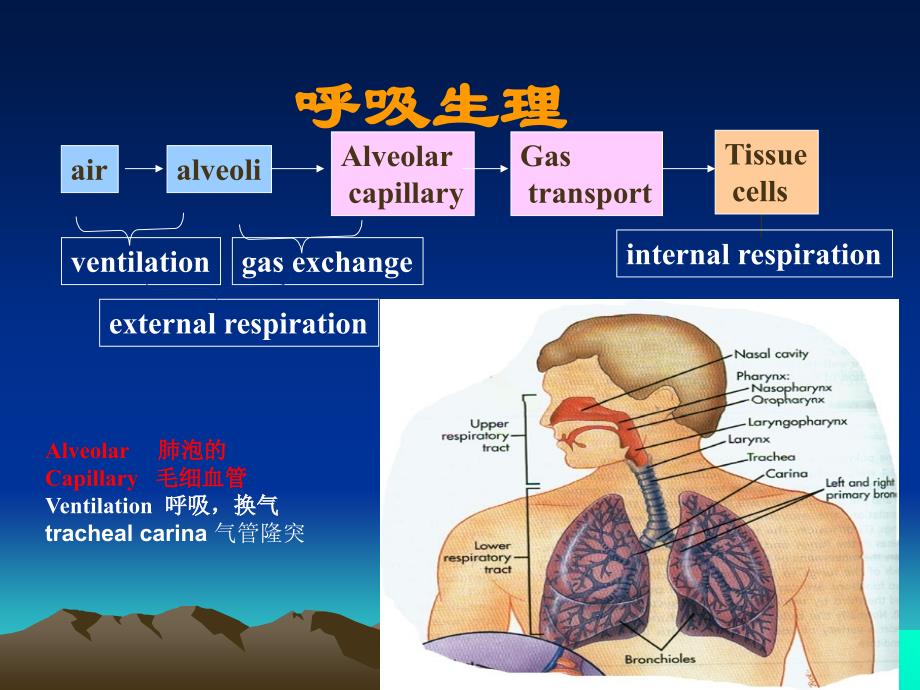 血气分析解读课件_第2页