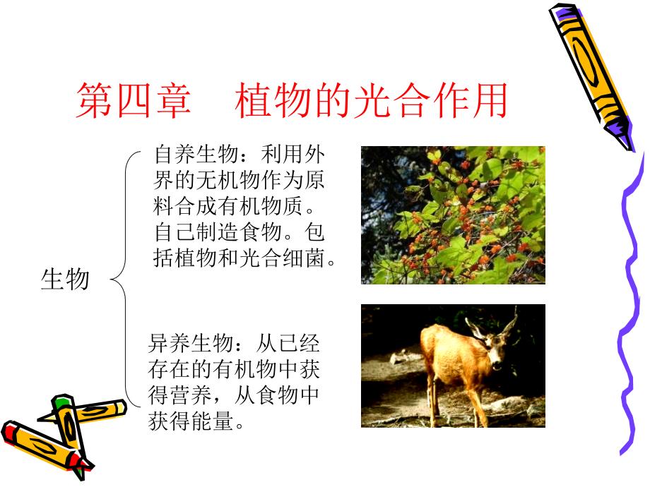 第三章光合作用.ppt_第2页