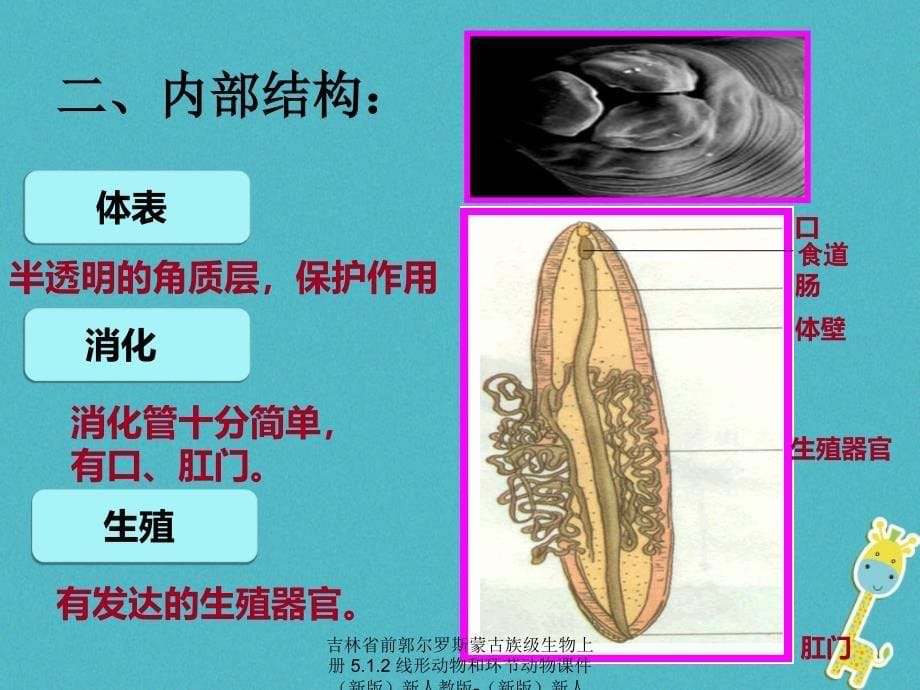 最新吉林省前郭尔罗斯蒙古族级生物上册5.1.2线形动物和环节动物课件新版新人教版新版新人教级上册生物课件_第5页