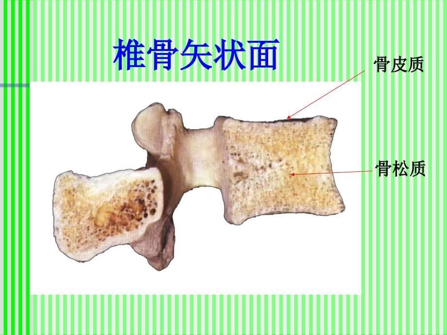 脊柱脊髓应用解剖课件_第5页