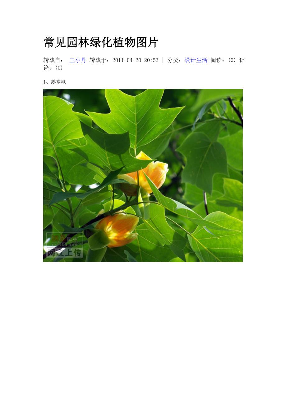 常见园林绿化植物图片汇总_第1页
