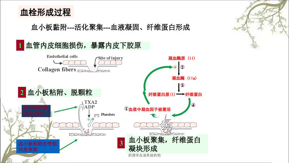 药理学血液系统药物_第4页