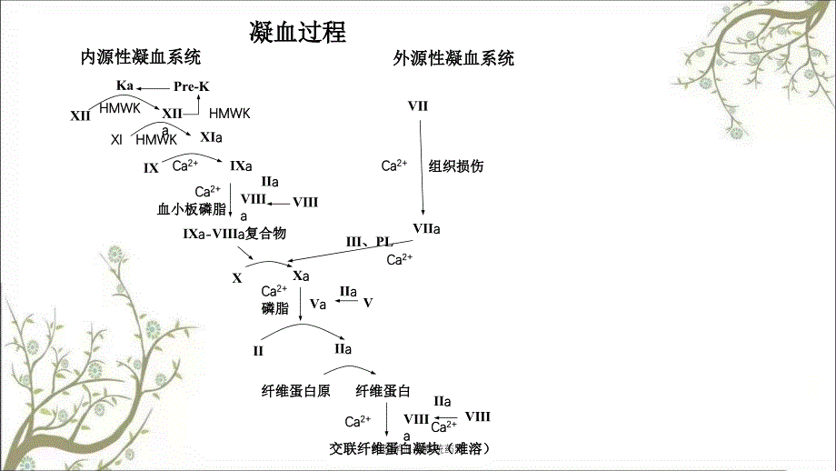 药理学血液系统药物_第5页