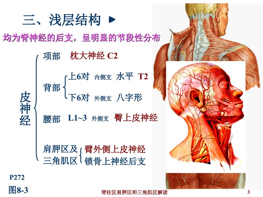 脊柱区肩胛区和三角肌区解读课件_第3页