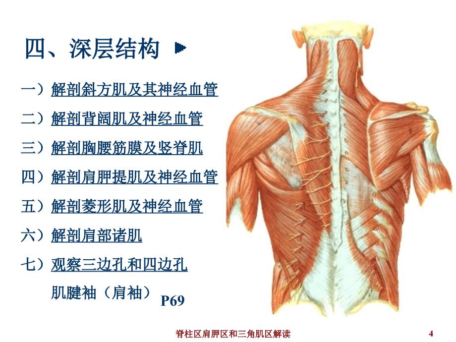 脊柱区肩胛区和三角肌区解读课件_第4页