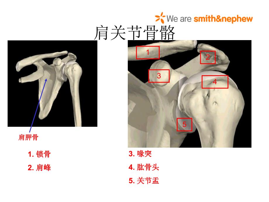 肩关节解剖入路及打结_第2页