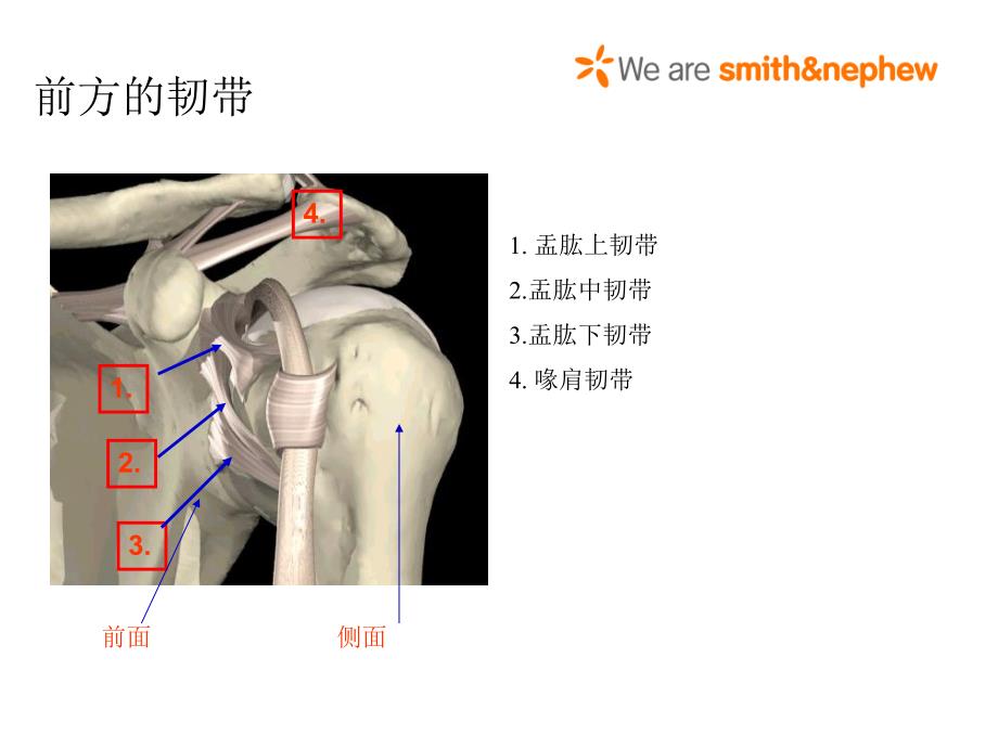 肩关节解剖入路及打结_第3页